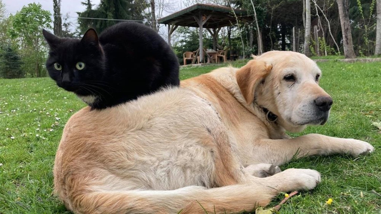 Kedi köpek maması ihracatı bin tonu geçti
