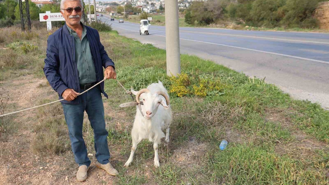 Keçileri ile tatil yapıyor
