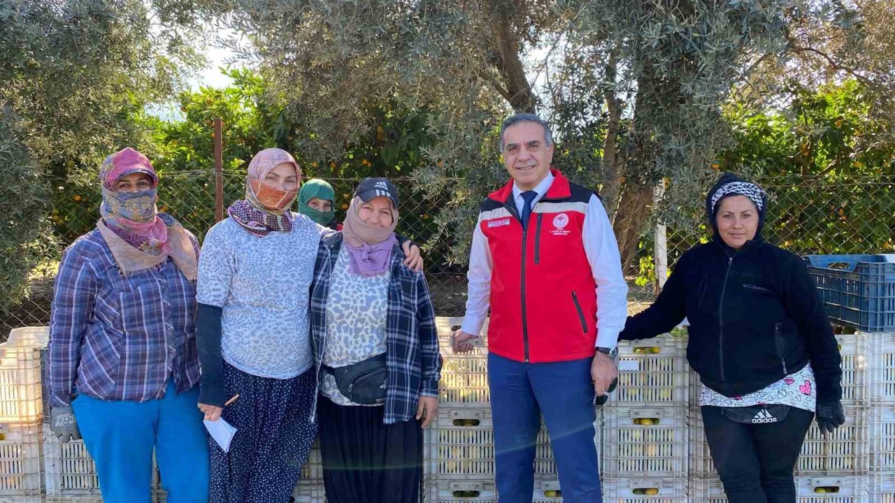 Aydın’da mandalina hasadı başladı
