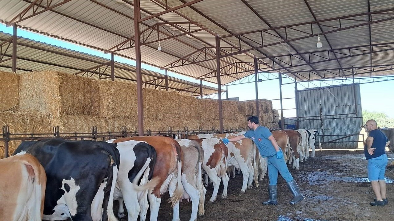 Riskli mahallelerde şap aşısı çalışmaları hızlandırıldı
