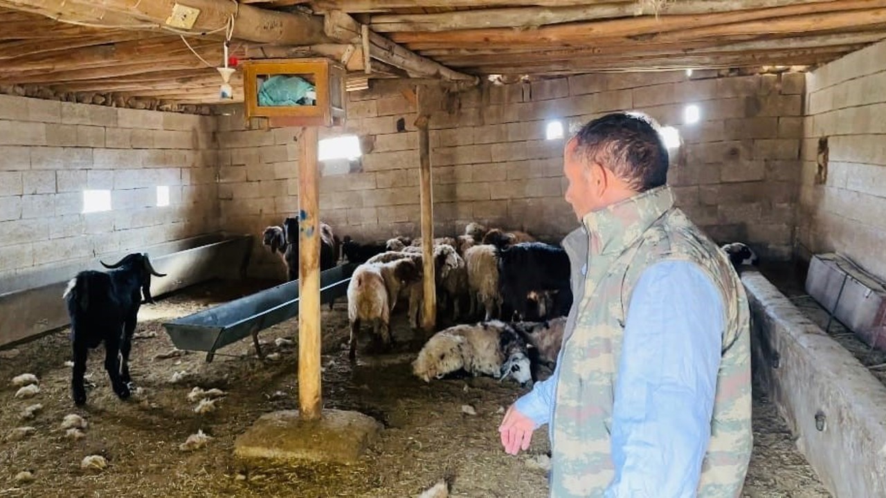 Şanlıurfa’da başıboş köpek dehşeti: 5 koyun telef oldu
