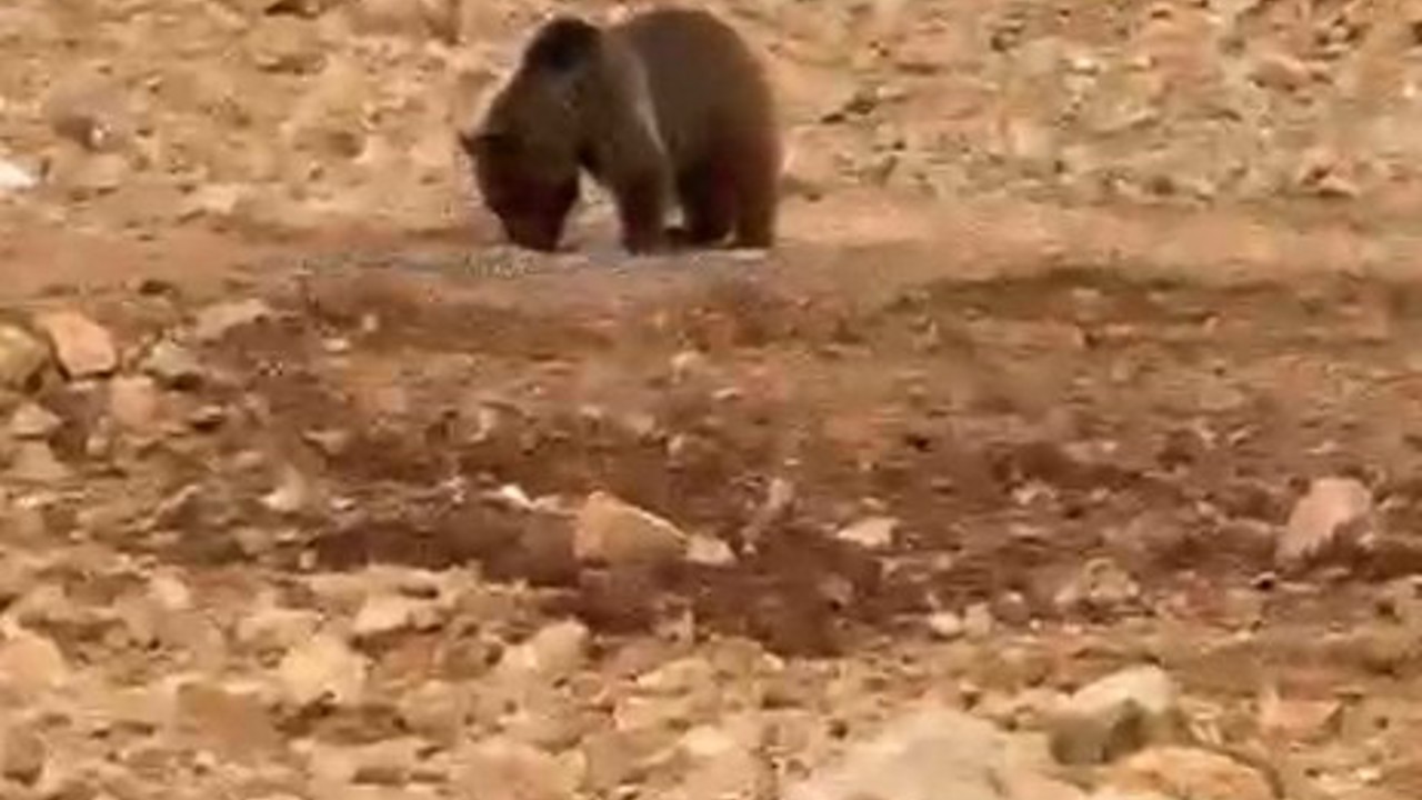 Yol kenarındaki ayıya ’hamsi’ ziyafeti verdiler
