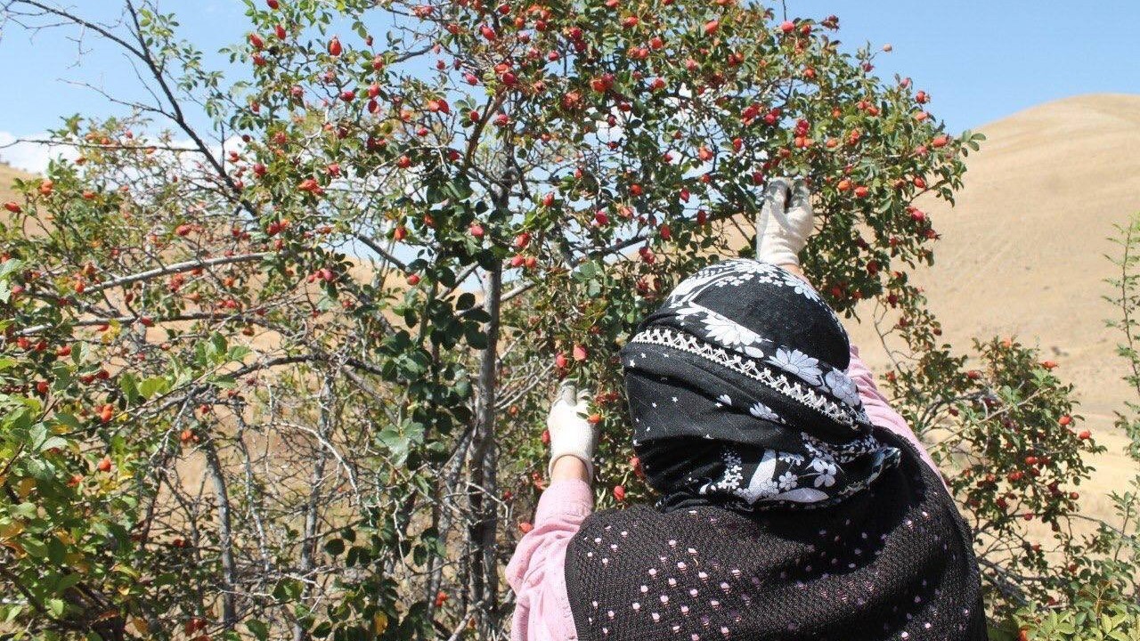 Dağların kırmızı hazinesi kuşburnu için hasat zamanı
