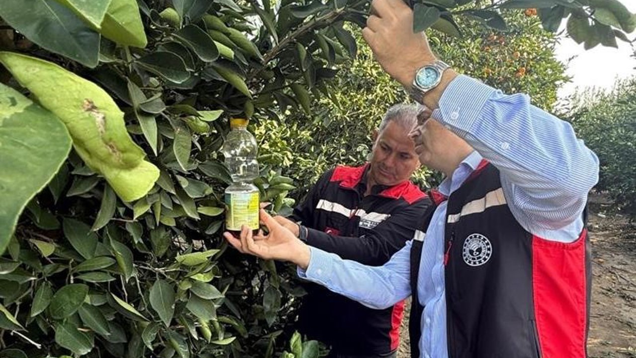 Narenciyede hasat başladı, Akdeniz meyve sineği ile mücadele hız kazandı
