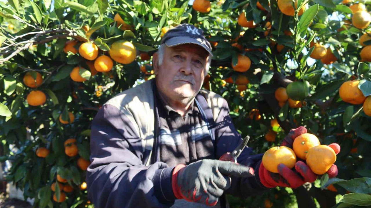 Rekolte arttı, Satsuma mandalinası pazarda yerini aldı
