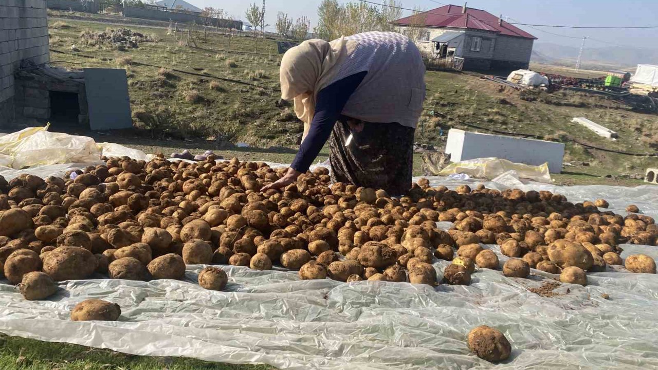 Ağrı’da kışlık patatesler geleneksel yöntemle toprağa gömülerek korunuyor
