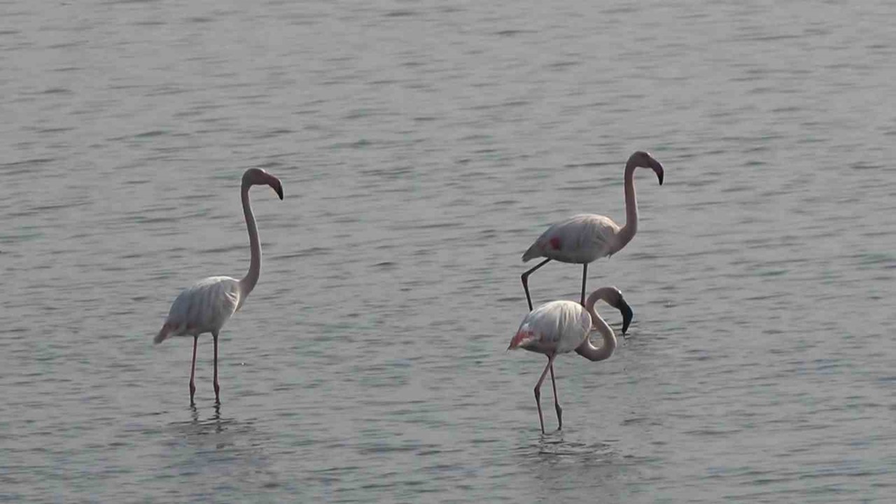 Hersek Lagünü’nde flamingo popülasyonu artıyor

