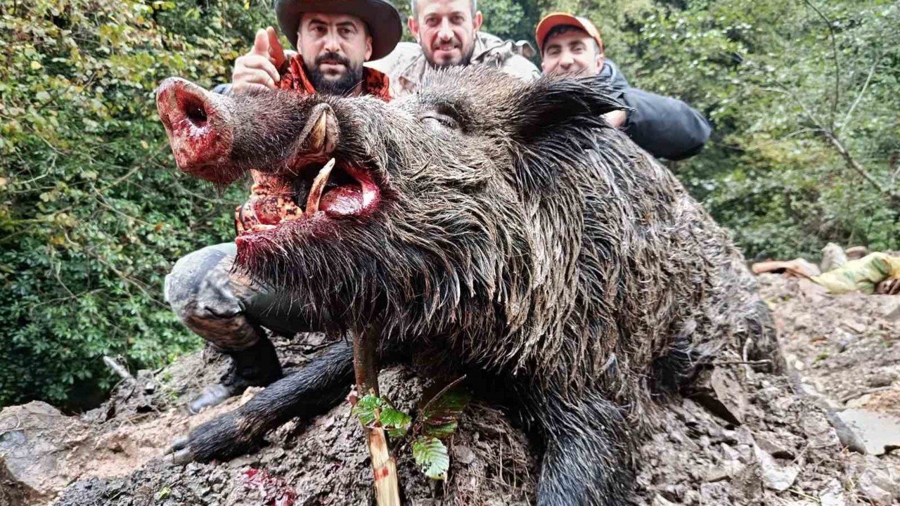 Trabzon’da sürek avında 300 kg’lık domuz fişeklerin hedefi oldu
