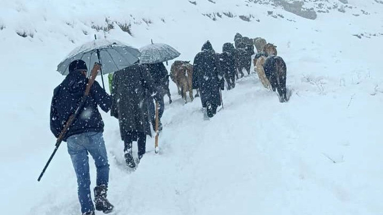 Hakkari’de dağda mahsur kalan sürü kurtarıldı
