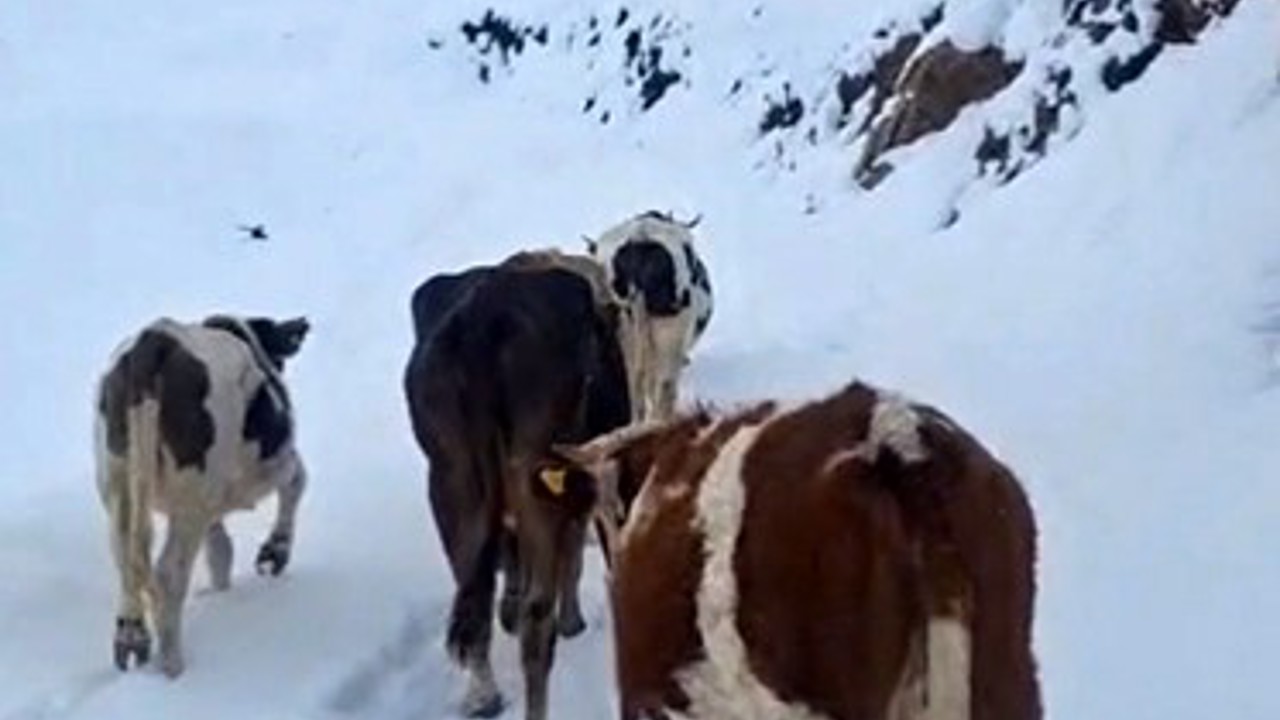 Hizan’da yayladaki hayvanlar kara hazırlıksız yakalandı
