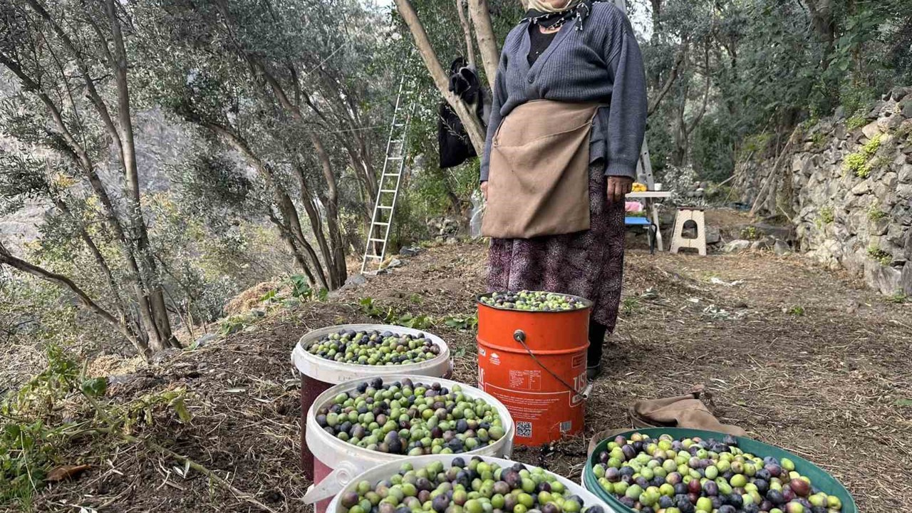 Artvin’de Butko Zeytininin hasadı devam ediyor
