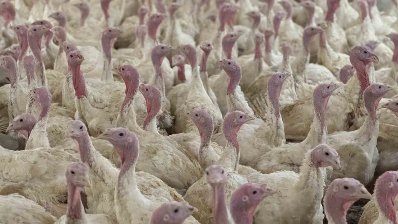 Bolu’da üreticilere "kuş gribi" uyarısı
