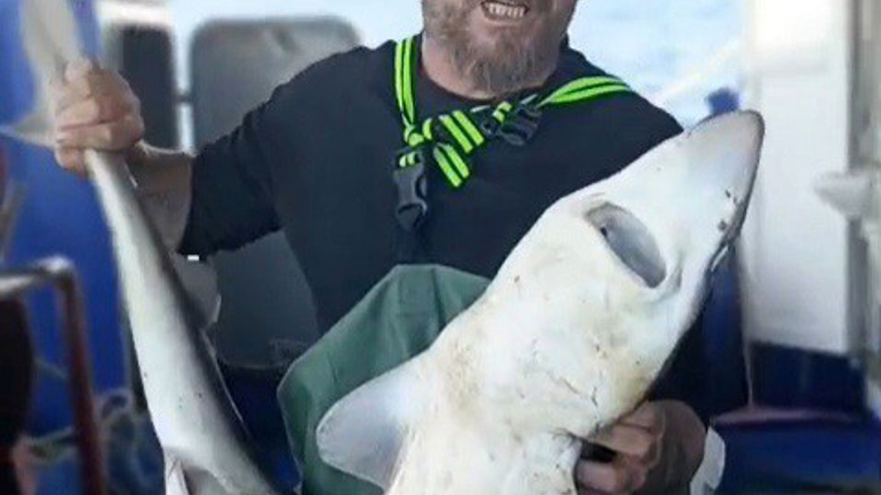 Ağa takılan köpekbalığı denize bırakıldı
