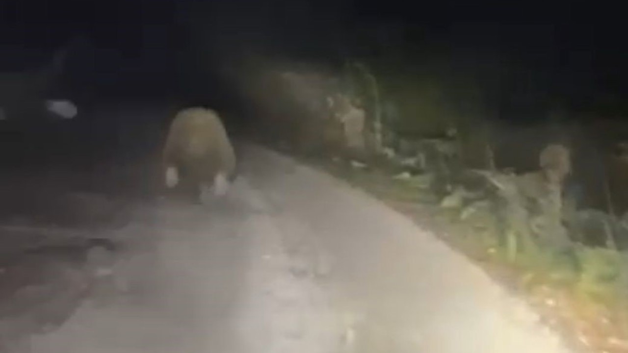 Aracın ışıklarından korkan ayı böyle kaçtı
