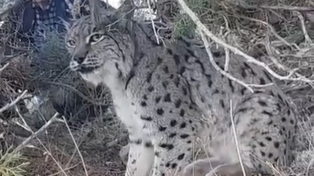 Van’da vaşak görüntülendi
