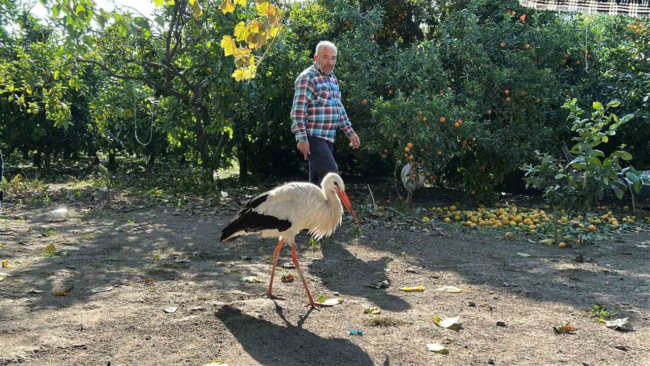 Kümeste tavuklarla birlikte yaşayan leylek, balıkla besleniyor
