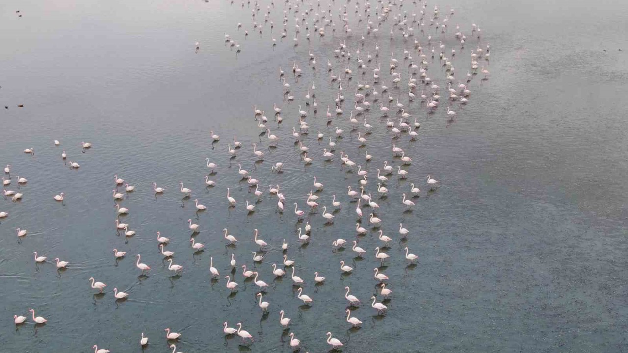 Urmiye Gölü kuruyunca flamingolar Van’a akın etti
