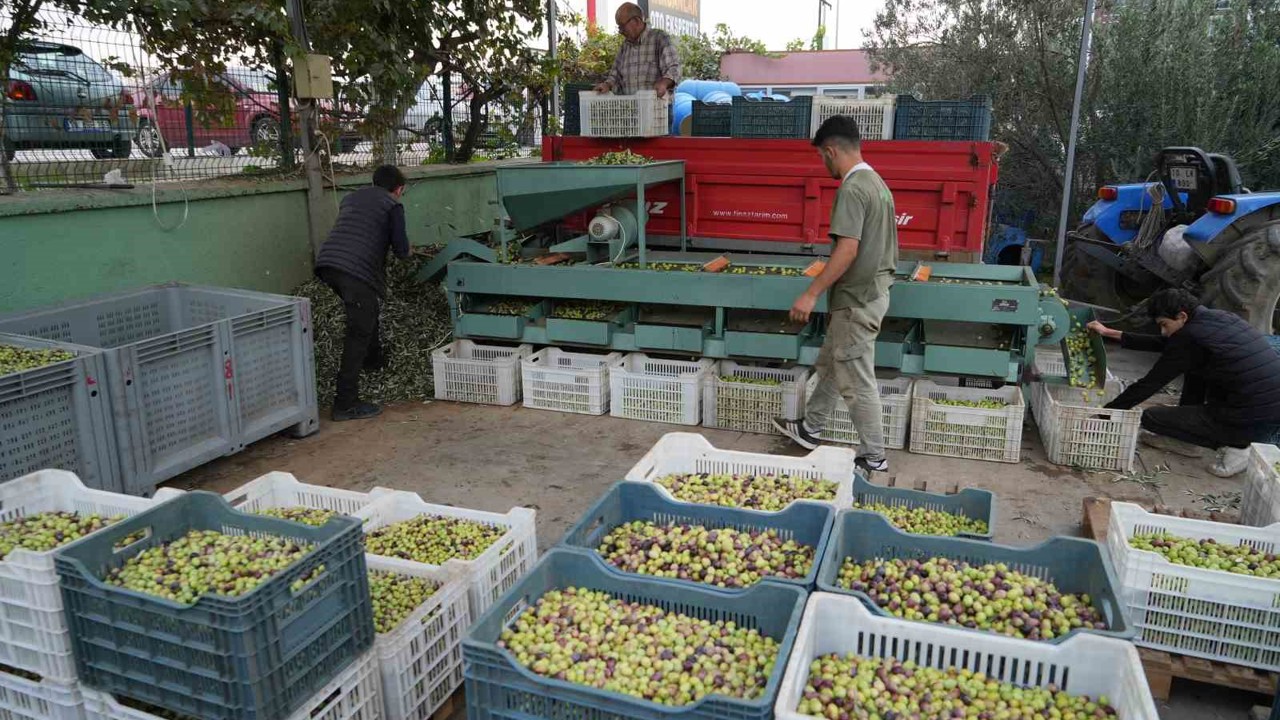 Kazdağları’nda tescilli yeşil çizik zeytin için elek mesaisi başladı
