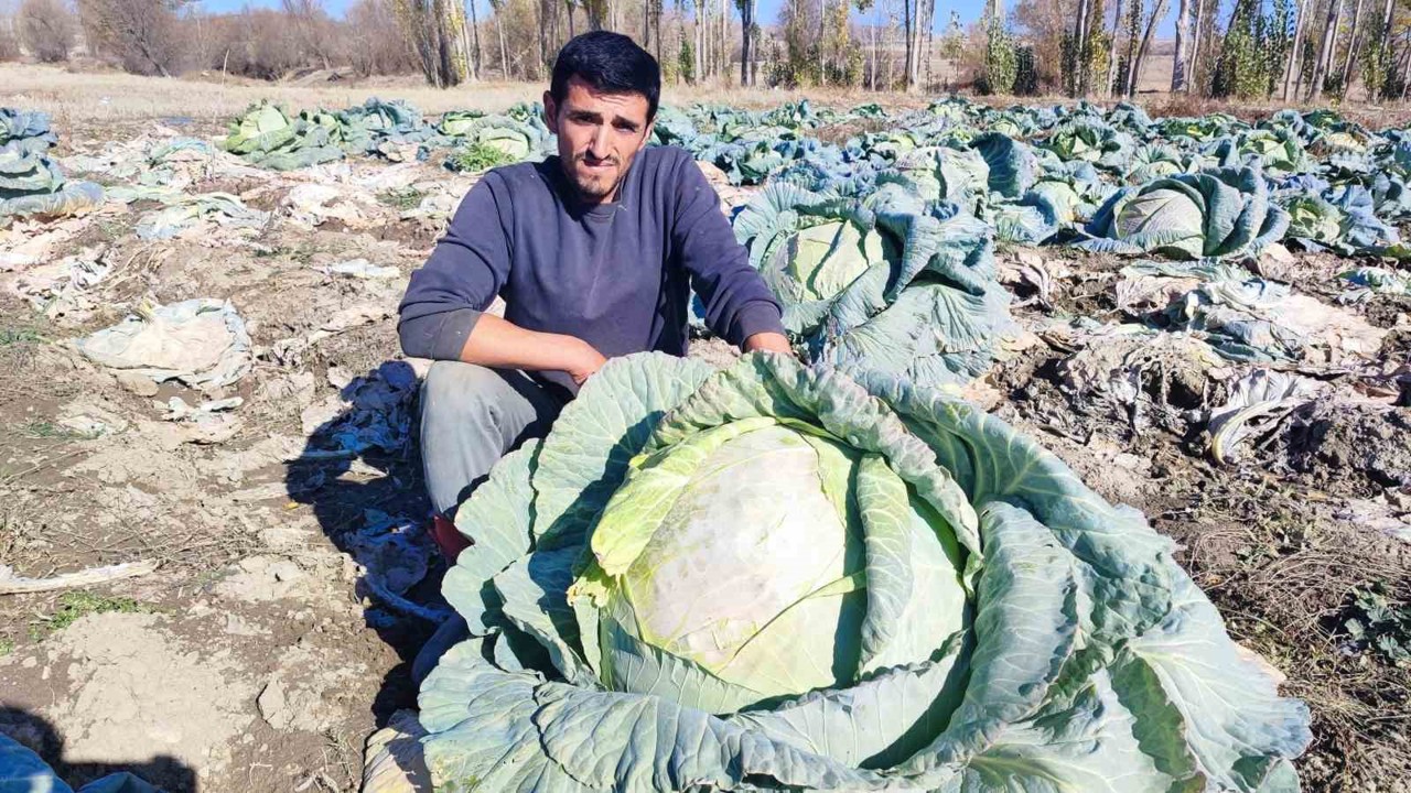 30 yıldır lahana üreten baba ve oğul, bölgeye organik ürün sunuyor
