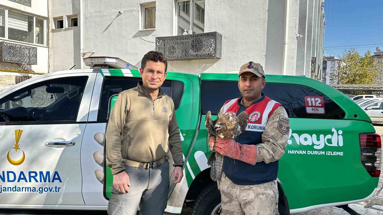 Kilis’te yaralı kızıl şahin koruma altına alındı
