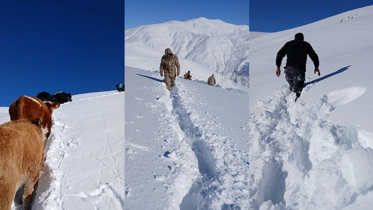Dağda mahsur kalan 19 büyükbaş ekipler tarafından kurtarıldı
