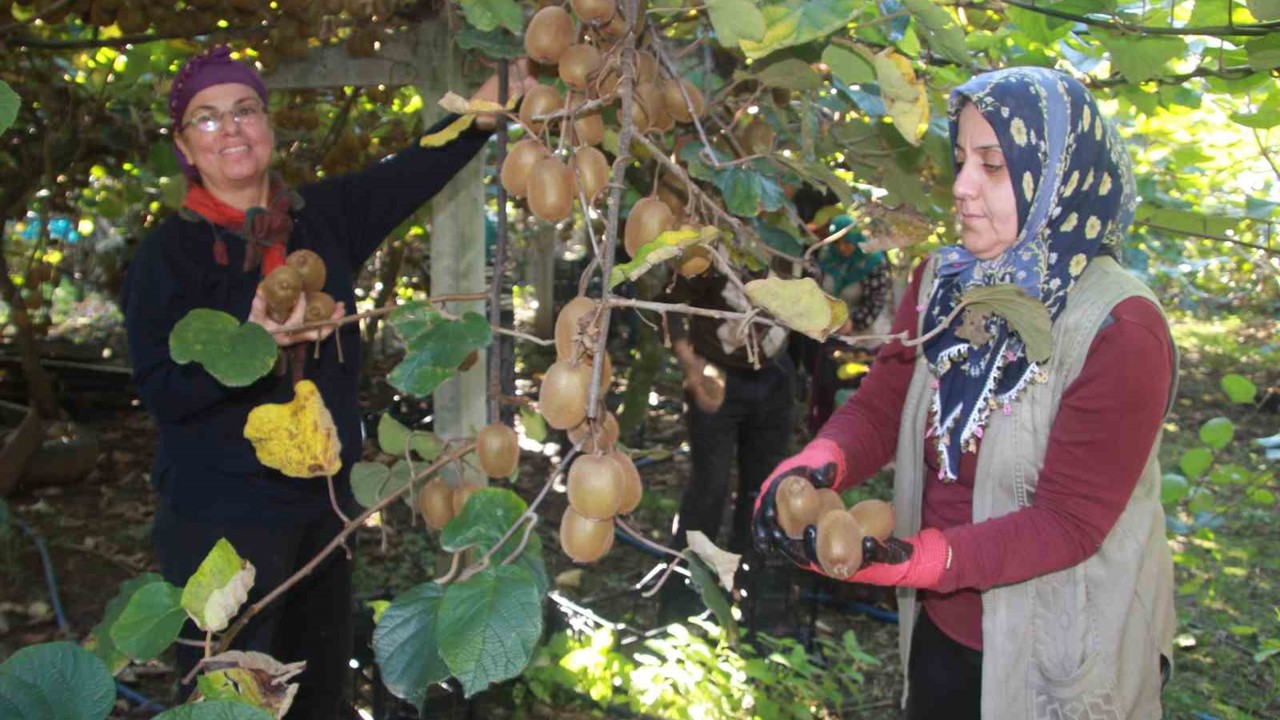 Ordu kivisinde rekolte hedefi 6 bin 200 ton: Ekonomiye katkısı yaklaşık 500 milyon TL
