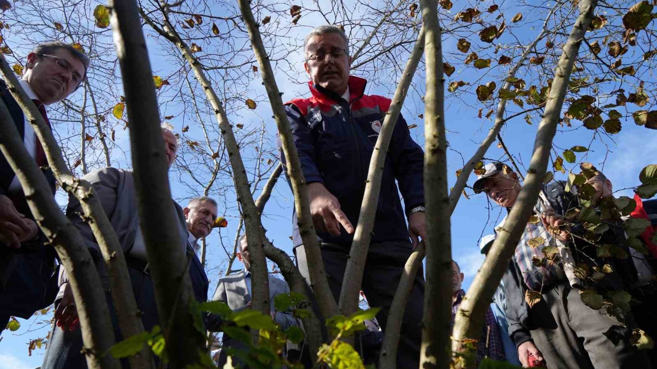 Fındıkta çok dal, çok fındık anlamına gelmiyor

