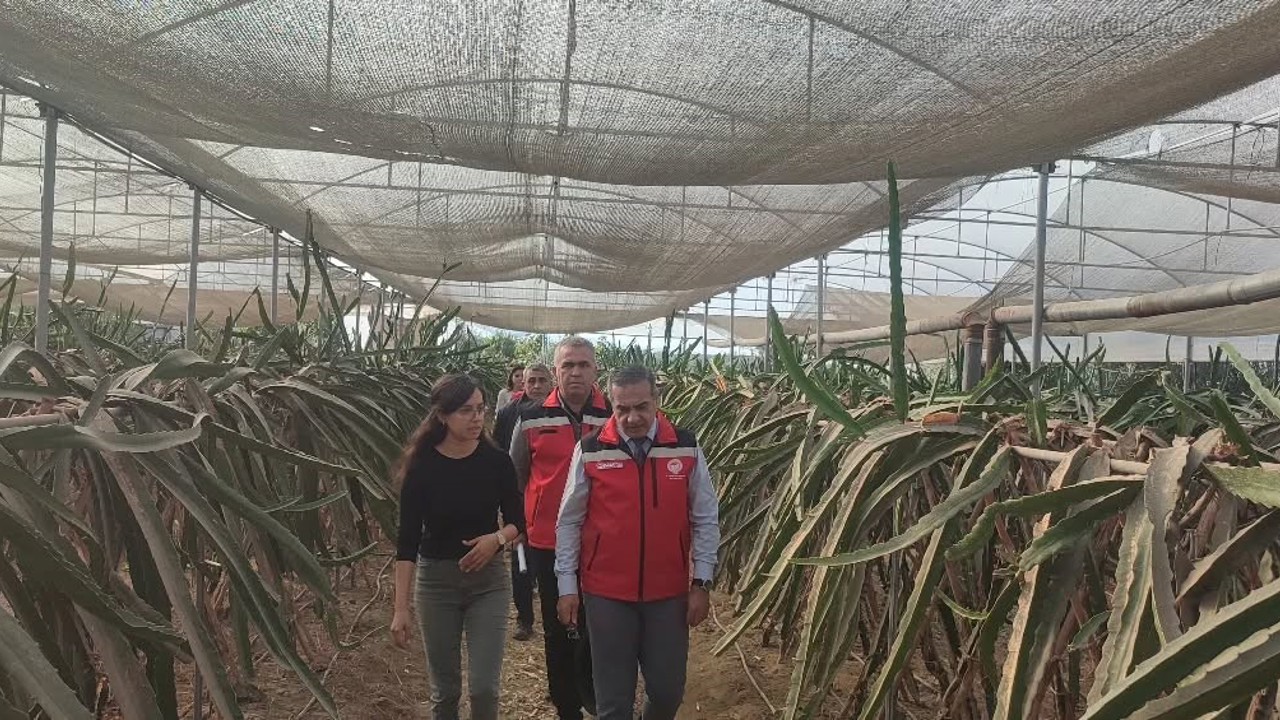 Aydın’da pitaya üretimi genişliyor
