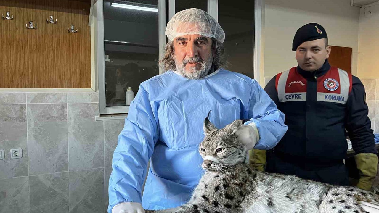 Van’da bitkin halde bulunan vaşak tedavi altına alındı
