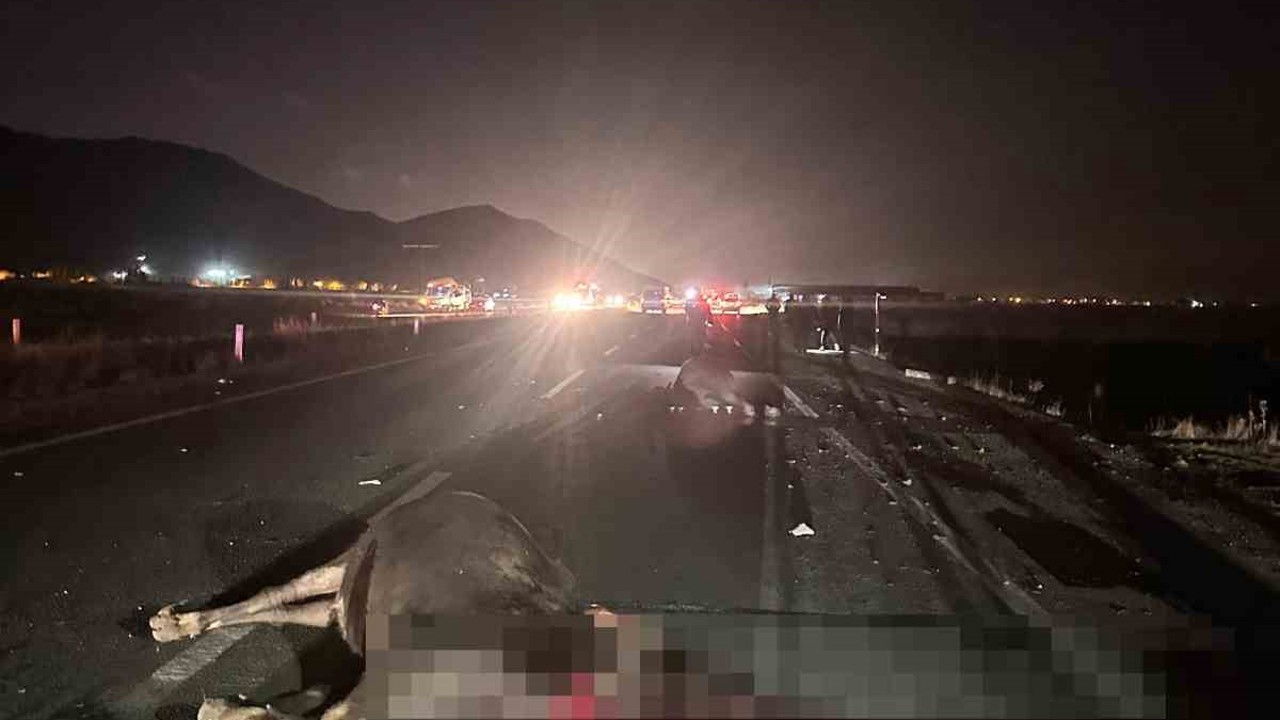Muş’ta yola çıkan inekler kazaya neden oldu: 1 yaralı
