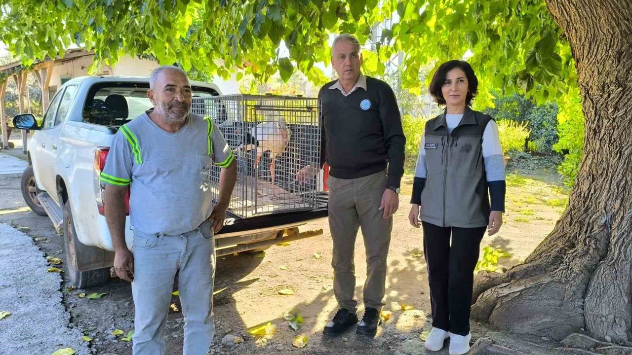 Hatay’da yaralı leylek tedavi altına alındı
