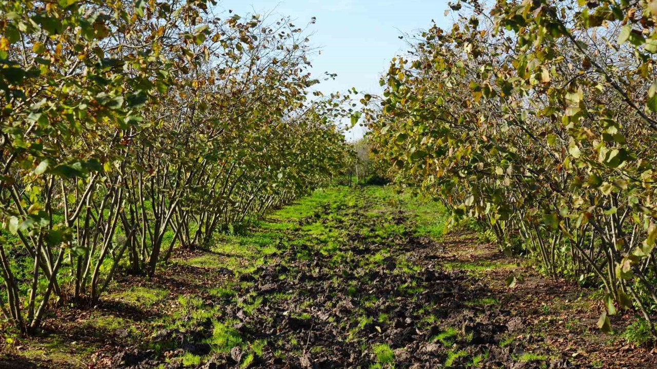 Zirai don, Samsun’u fındık üretiminde zirveye taşıdı
