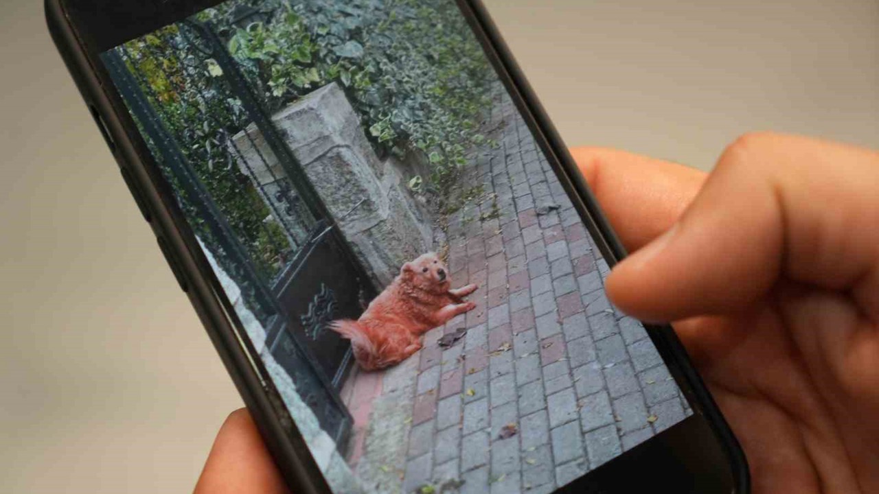 Boyalı köpekler merak uyandırdı
