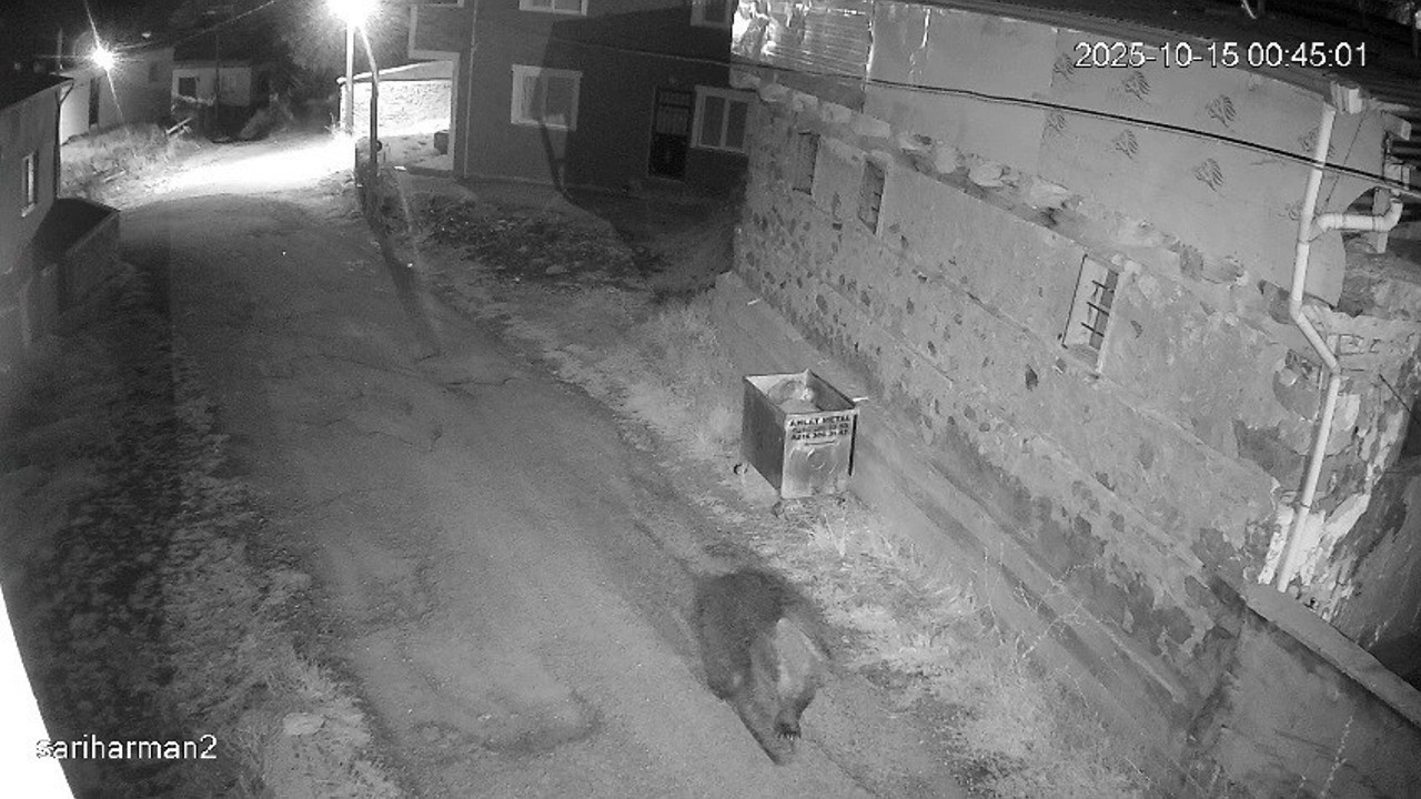 Yemek artıkları ayıların uyku düzenini bozdu, ayılar yerleşim yerlerine dadandı
