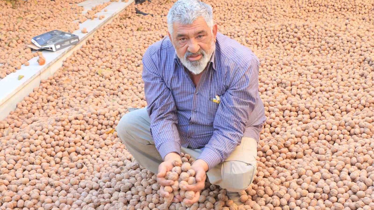 Ceviz üretimiyle Avrupa’daki maaşından daha çok kazanıyor

