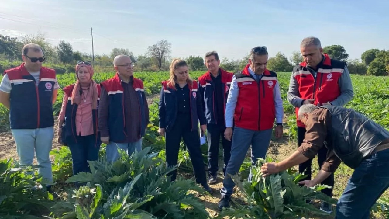 Aydın’da enginar üretimi yükselişte
