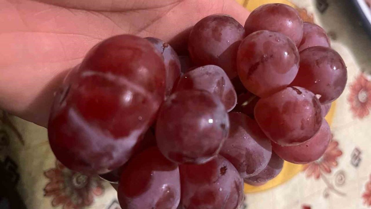 Sıra dışı üzüm tanesi görenleri hayrete düşürdü
