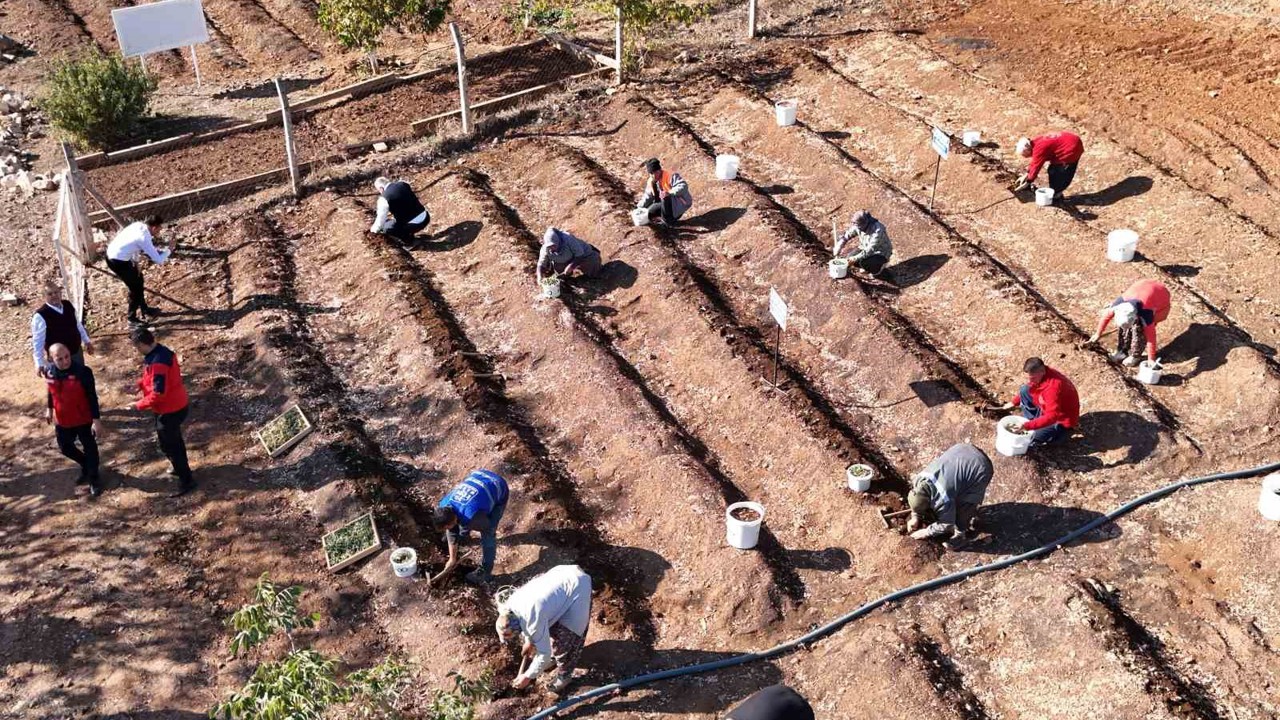 Salep toprakla buluşturuldu
