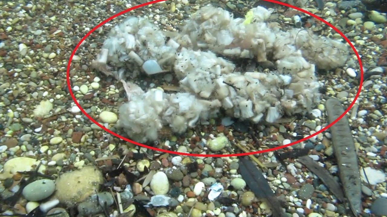 Sigara izmaritleri denizde pamuk tarlasına dönüştü
