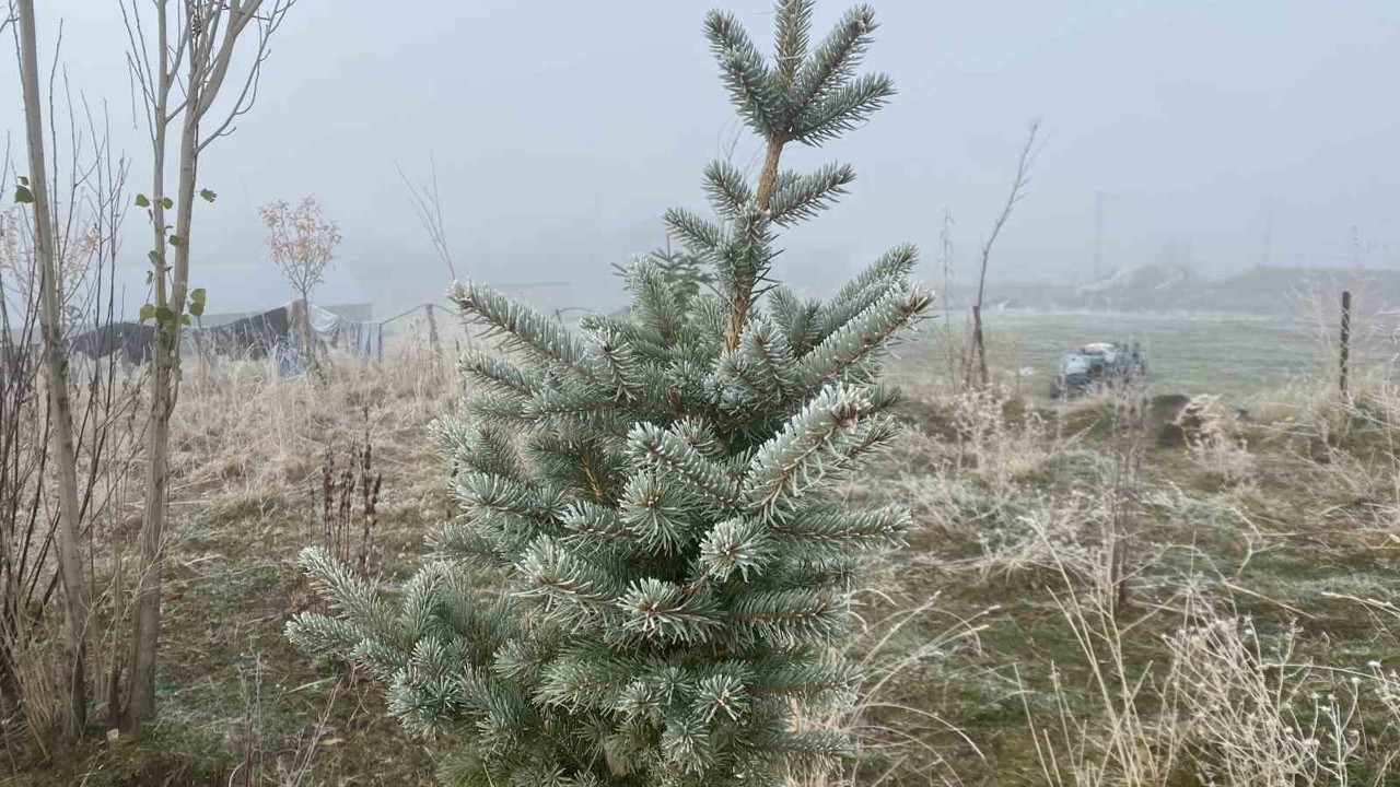 Ağrı’da kırağı etkili oldu
