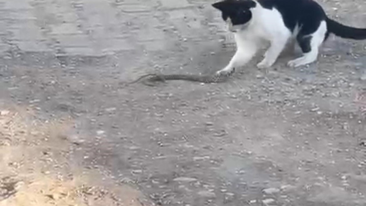 Fareyle oynar gibi yılanla oynadı, ağzıyla kapıp uzaklaştı
