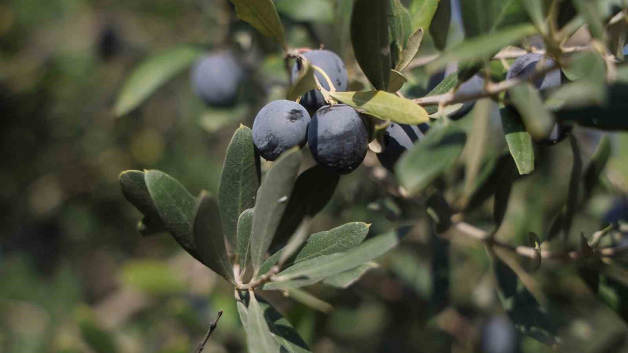 Hatay’da 17 milyon 102 bin ağaçta, 201 bin ton zeytin rekoltesi bekleniyor
