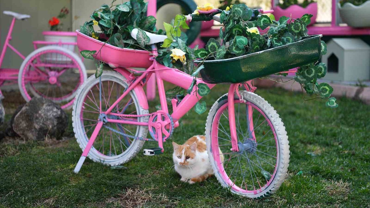 Kedi Bakım Evi örnek hizmet sunuyor
