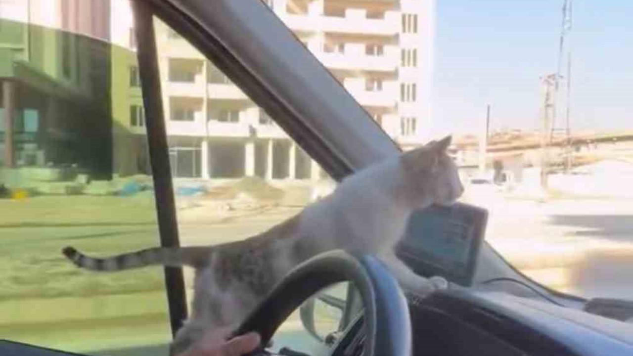 Donmak üzere olan kediyi aracına aldı: Şoförün duyarlı hareketi yolcuların takdirini topladı
