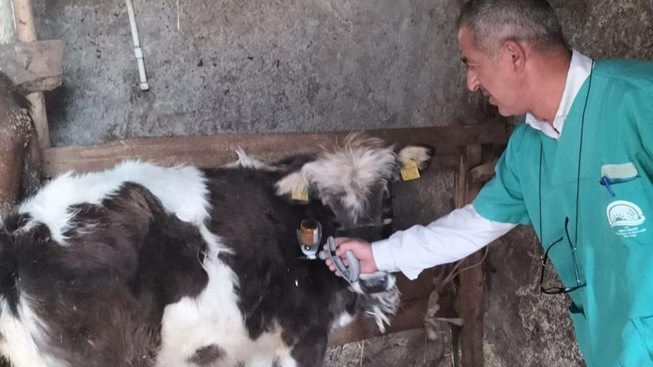 Beyşehir’de şap aşısı seferberliği
