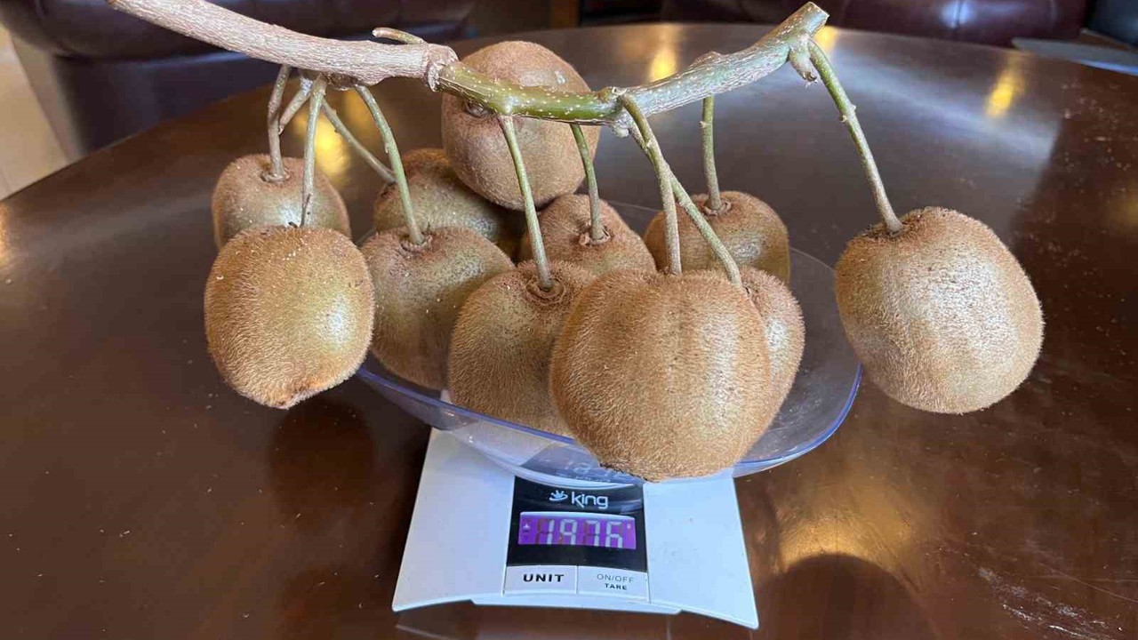 Çarşamba’da 180 gramlık kivi tescillendi
