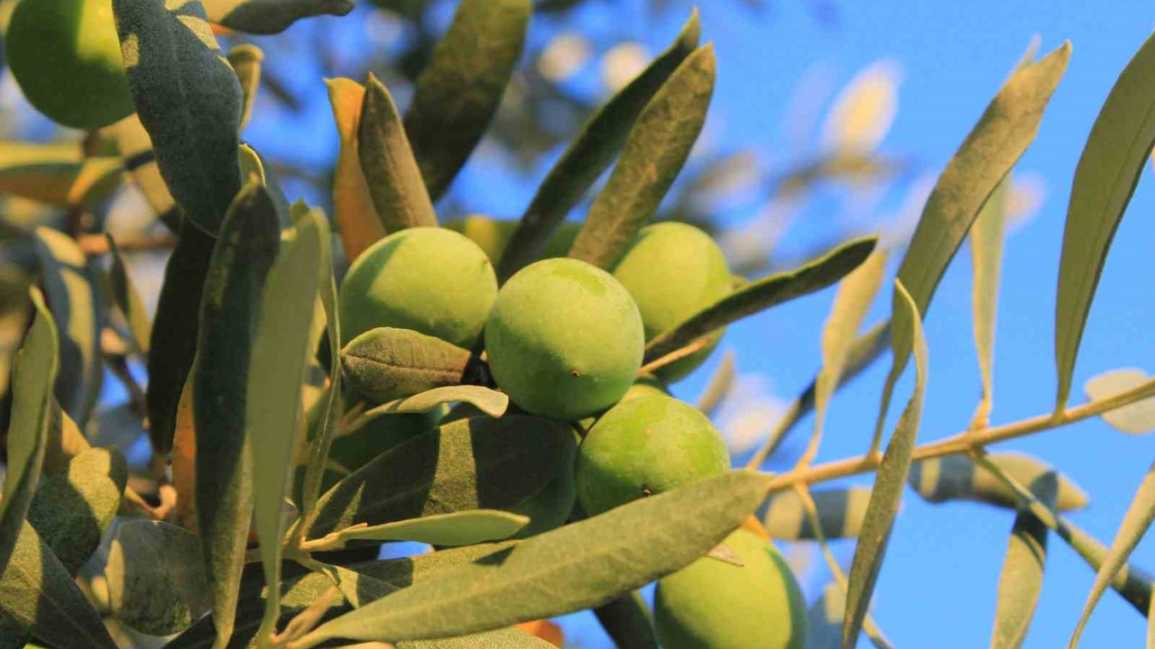 Zeytin alırken nelere dikkat etmeli; Oleolog Kıvrak açıkladı
