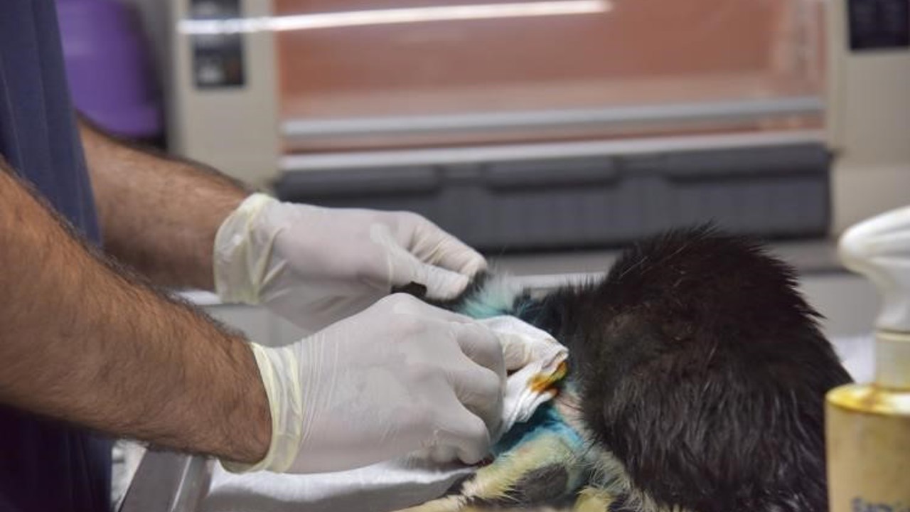 Distal oblik kırığı tespit edilen kedi 2 saatlik operasyon ile sağlığına kavuştu
