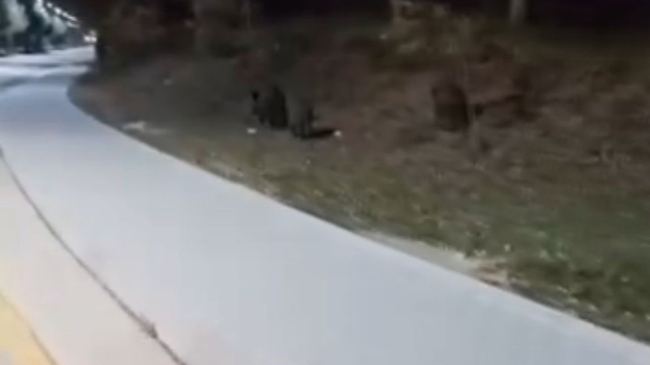 Aç kalan domuz sürüleri, üniversite kampüsüne indi
