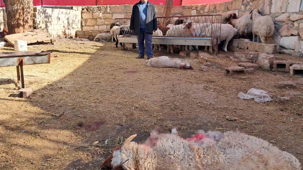 Kilis’te kurt saldırısında 3 küçükbaş telef oldu
